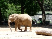 087  elephant.JPG